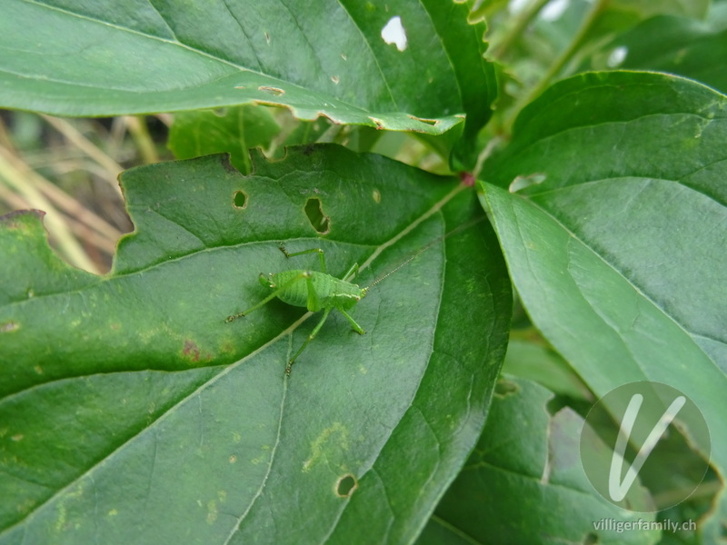 Punktierte Zartschrecke: Übersicht